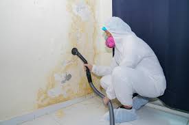 Reliable Ceres, CA Mold Removal Services Solutions